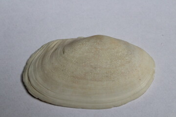 Beautiful seashell isolated on a white background. Sea shell on white. Mussel, mollusc 
