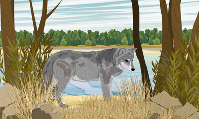 A gray European wolf stands on the shore of the river. Realistic vector landscape