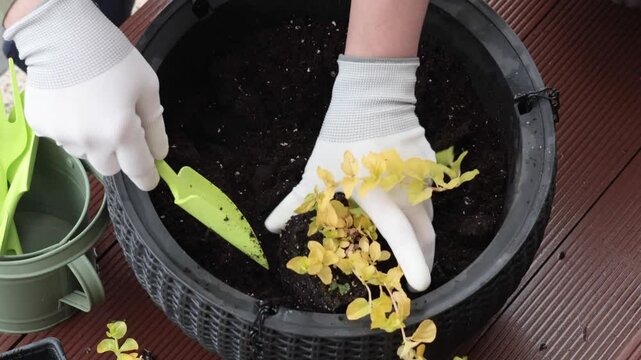 Woman plant flower in pot in yard. Gardening and lifestyle in spring. Tools of gardener.