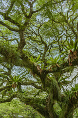 Lush Tropical Forest in Urban Singapore Park with Fern-Covered Trees