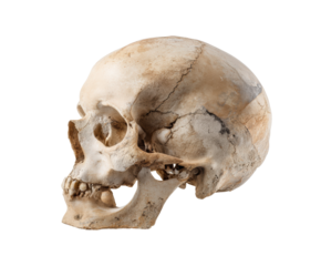 Human skull anatomical study for educational and medical purposes on a transparent background, cut out