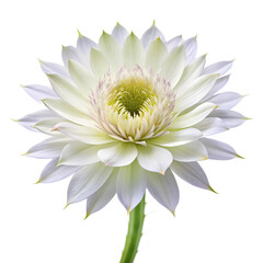 Obraz premium Night queen flower isolated on white background