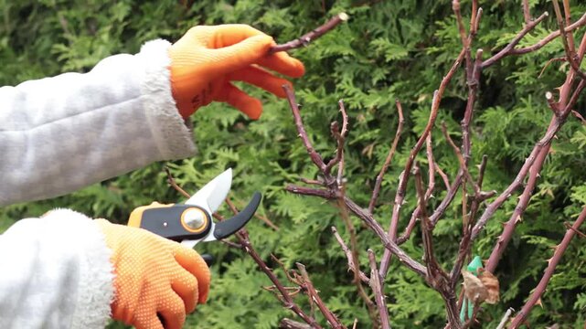 Woman trimming dry branch with secateurs in yard. Gardening and lifestyle in spring. Gardener tools.