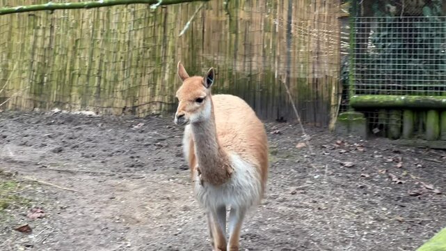 Alpaca chill and walk