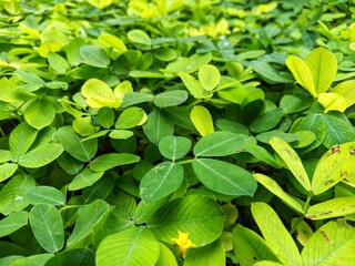 Closeup of green leaves suitable for nature websites, environmental blogs, or sustainability campaigns. Ideal for background images or promotional materials.