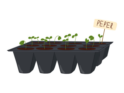 green sprouts growing in black tray clip art preview