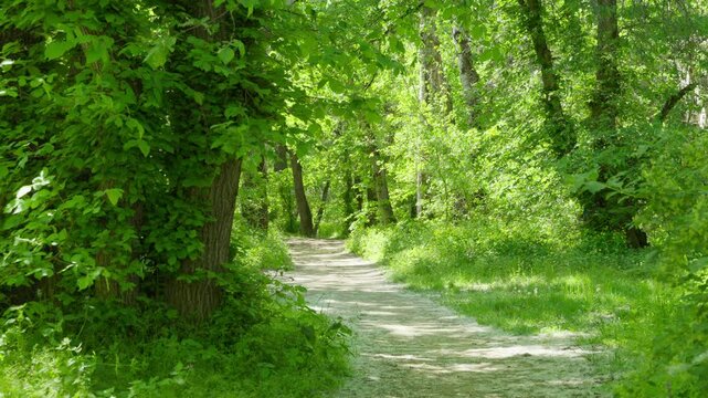 Springtime with its breathtaking forest landscapes and walking paths
