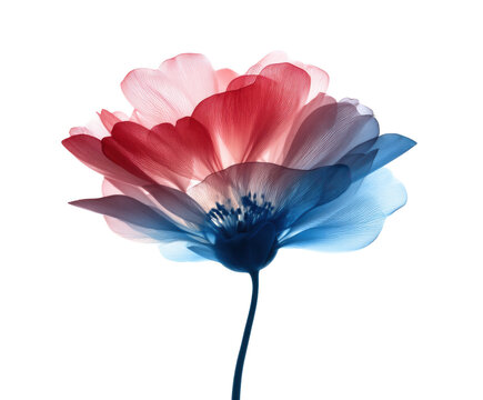 Elegant flower in shades of red and blue for creative design purposes on a transparent background, cut out