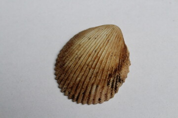 Beautiful seashell isolated on a white background. Sea shell on white. Mussel, mollusc 
