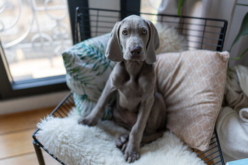 Adorable Weimaraner Puppy Sitting Comfortably on a Cozy Chair at Home Surrounded by Cushions