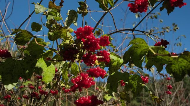 Ripe viburnum berry bunches in sunlight with a blue sky on the background. Viburnum, guelder-rose close-up. Altai nature reserve.