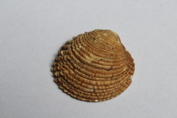 Clam, venus verrucosa, Shell isolated on a white background 
