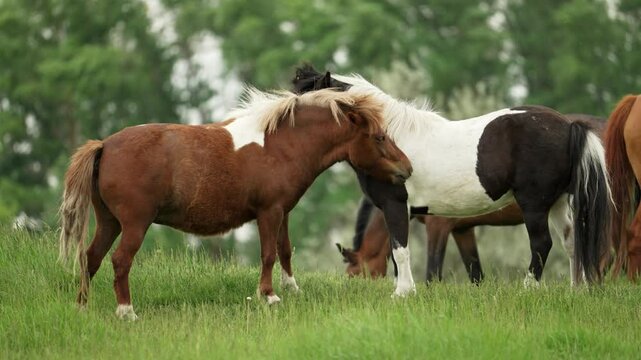 Pinto pony standing close to chestnut horse. Sharing peaceful meadow moment with gentle mutual affection