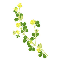 Obraz premium lesser trefoil, suckling clover, field flower, Trifolium dubium, vector drawing wild plants at white background, floral elements, hand drawn botanical illustration