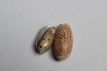 Seashell of sea snail lettered olive (Oliva sayana) isolated on a white background. Sea snail olive or oliva 
