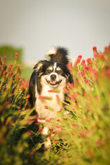 Obraz premium Border collie is running in crimson clover. He has so funny face he is smilling 