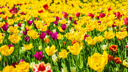 Fototapeta premium Blooming multi-colored tulips in the park. Annual tulip festival in Saint Petersburg.