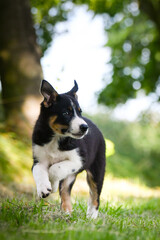 Spring portrait of dog in nature. He is so cute in the nature. He has so lovely face