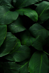 Fototapeta premium Leaf wall, plant wall, natural green wallpaper and background, nature wall, green forest nature background.