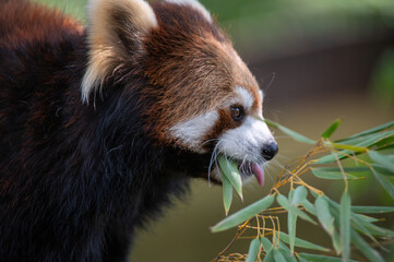 レッサーパンダ