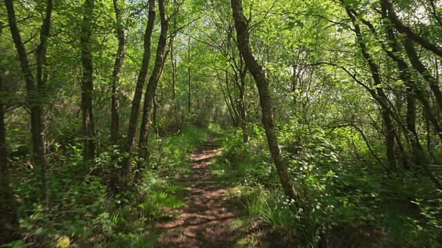 Walking along a forest trail through dense birch trees, surround by wild green ferns, shrubs and ivy in Kildare, Ireland. Smooth gimbal movement