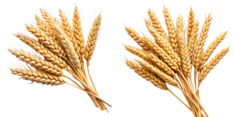 Two Wheat Bundles Isolated on Transparent Background, Agriculture, Harvest, grain, wheat, cereal