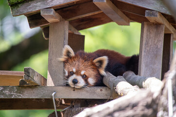 レッサーパンダ