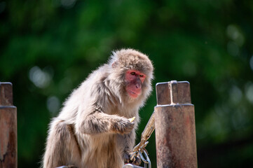 ニホンザル