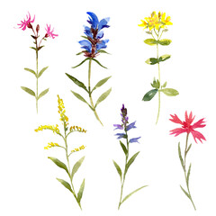 watercolor drawing wild flowers, flowering plants at white background, floral doodle, hand drawn illustration