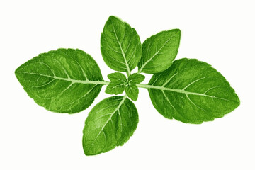 Savory Green Brushstrokes herb oregano isolated watercolor vector illustration svg
