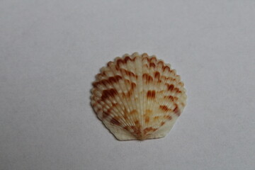 Scallop seashell isolated on a white background 
