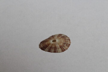 Conical keyhole limpet seashell isolated on a white background 
