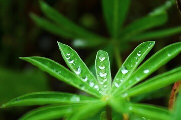 green leaf with water drops