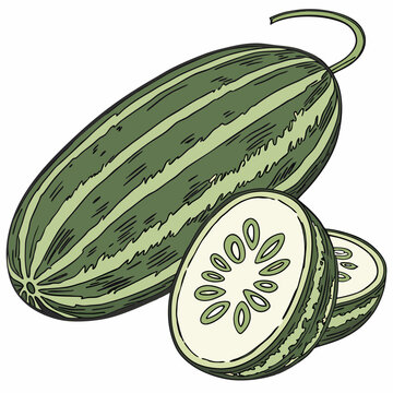 Realistic full-body vector illustration of a pointed gourd, perfect for food, farming, and botanical design projects.