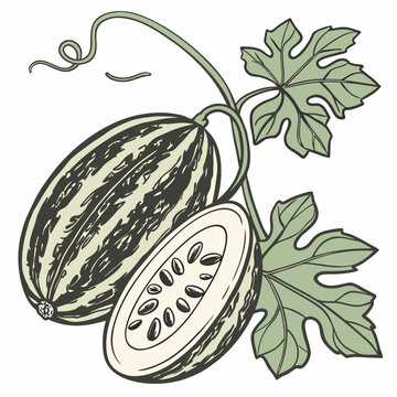 Realistic full-body vector illustration of a pointed gourd, perfect for food, farming, and botanical design projects.