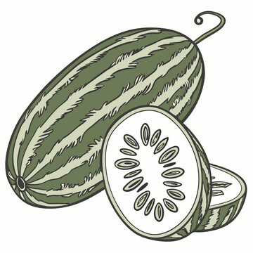Realistic full-body vector illustration of a pointed gourd, perfect for food, farming, and botanical design projects.
