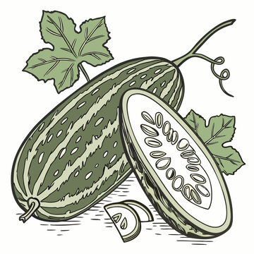 Realistic full-body vector illustration of a pointed gourd, perfect for food, farming, and botanical design projects.