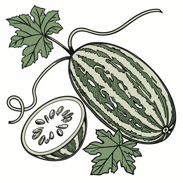 Realistic full-body vector illustration of a pointed gourd, perfect for food, farming, and botanical design projects.