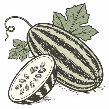 Realistic full-body vector illustration of a pointed gourd, perfect for food, farming, and botanical design projects.