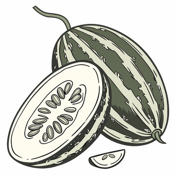 Realistic full-body vector illustration of a pointed gourd, perfect for food, farming, and botanical design projects.