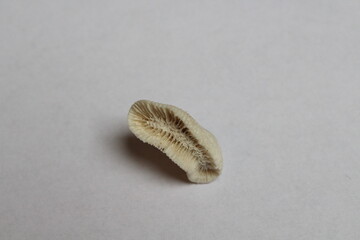 fossilized coral isolated on a white background. Shallow water red cup coral Monomyces rubrum with...