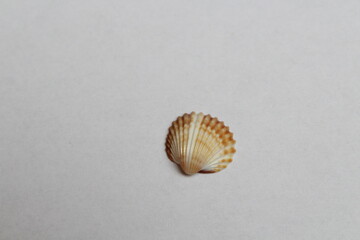 Beautiful sea shells of common cockle isolated on a white background. Cerastoderma edule. Decorative ribbed oval seashells of edible saltwater clams. 
