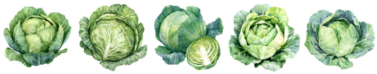 Obraz premium Five fresh cabbage varieties, vibrant green, displayed in a row on transparent background