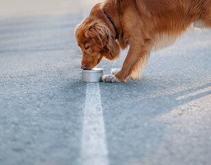 Nova Scotia Duck Tolling Retriever, Toller, intently sniffs metal can during nosework exercise, showcasing focused determination on sunlit road. Joyful K9 scent training moment, light and dynamic