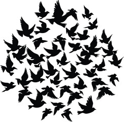 Fototapeta premium bird flock in flight