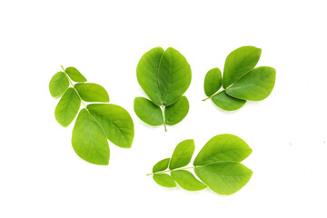 Obraz premium Rain tree leaves on white. Samanca Saman (Jacq) Merr.