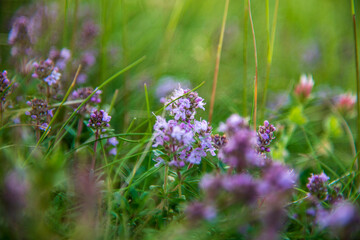 Thyme health herb photographed just before picking