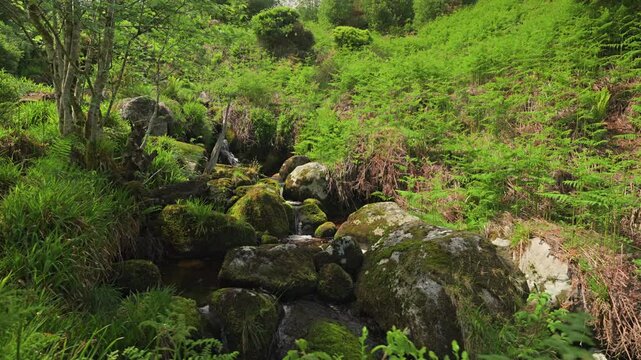Waterfall gently flowing over rocks with green ferns and moss at Glencree waterfall in Wicklow, Ireland. Smooth gimbal movement