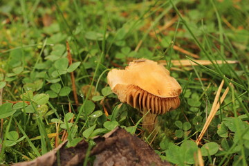 hygrocybe pratensis mushrooms growing in the grass. Beautiful mushroom background 
