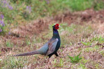Beautiful Japanese Phesant with an impressive bright red face and extreme colors